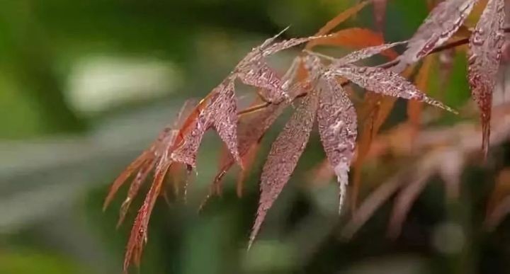 油煙凈化器，油煙凈化設(shè)備，油煙凈化機(jī)
